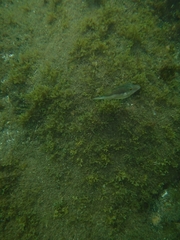 Canthigaster capistrata