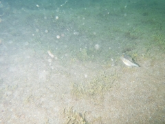 Canthigaster capistrata