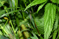 Bittacomorpha clavipes