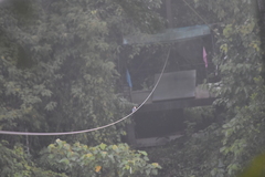 Halcyon smyrnensis perpulchra