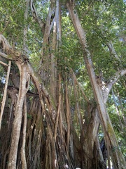 Ficus altissima