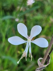 Oenothera lindheimeri