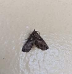 Paectes abrostoloides