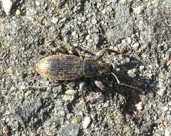 Brachyderes incanus