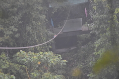 Halcyon smyrnensis perpulchra