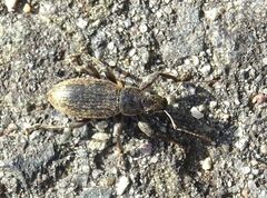 Brachyderes incanus