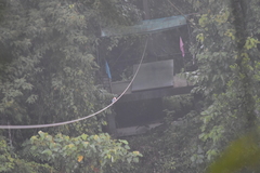 Halcyon smyrnensis perpulchra