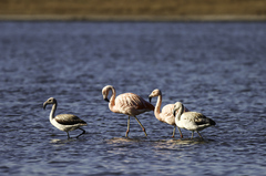 Phoenicopterus chilensis