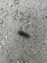 Lophocampa