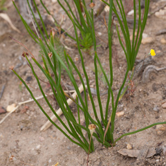 Trachyandra chlamydophylla