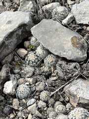 Echinocereus reichenbachii caespitosus