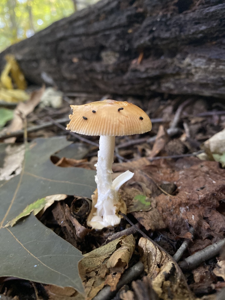 Tawny Grisette from Sharpless Rd, Hockessin, DE, US on October 7, 2022 at 1014 AM by amyhrn317