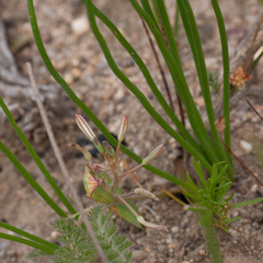 Trachyandra chlamydophylla