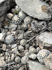Echinocereus reichenbachii caespitosus