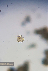 Urocentrum turbo