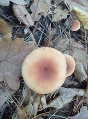 Paralepista flaccida