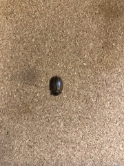 Chrysomeloidea