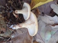 Paralepista flaccida