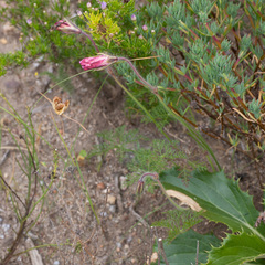 Monsonia speciosa