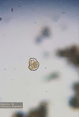 Urocentrum turbo
