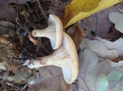 Paralepista flaccida