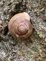 Cepaea hortensis