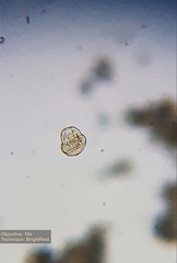 Urocentrum turbo