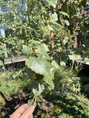 Betula cordifolia