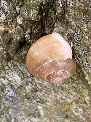 Cepaea hortensis