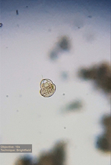 Urocentrum turbo