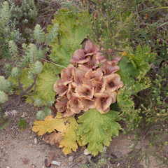 Arctopus monacanthus
