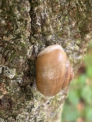 Cepaea hortensis