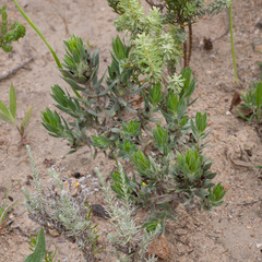 Xiphotheca lanceolata