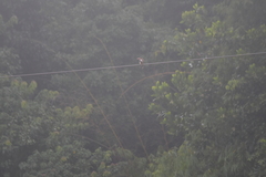 Halcyon smyrnensis perpulchra