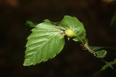 Dryocosmus kuriphilus