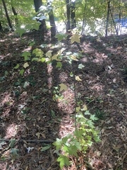 Acer floridanum