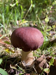 Stropharia rugosoannulata