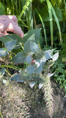 Pycnanthemum muticum