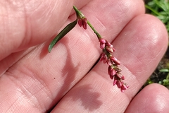 Persicaria minor