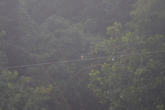 Halcyon smyrnensis perpulchra