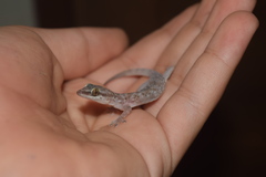 Hemidactylus robustus