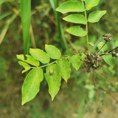 Ophraella communa