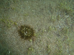Anemonia sargassensis