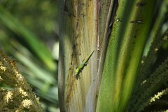 Phelsuma laticauda laticauda