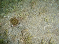 Anemonia sargassensis