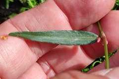 Persicaria minor