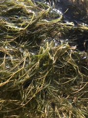 Potamogeton pusillus