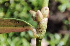 Persicaria minor