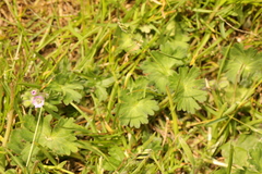Geranium molle