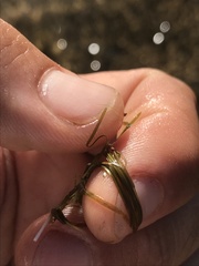 Potamogeton pusillus